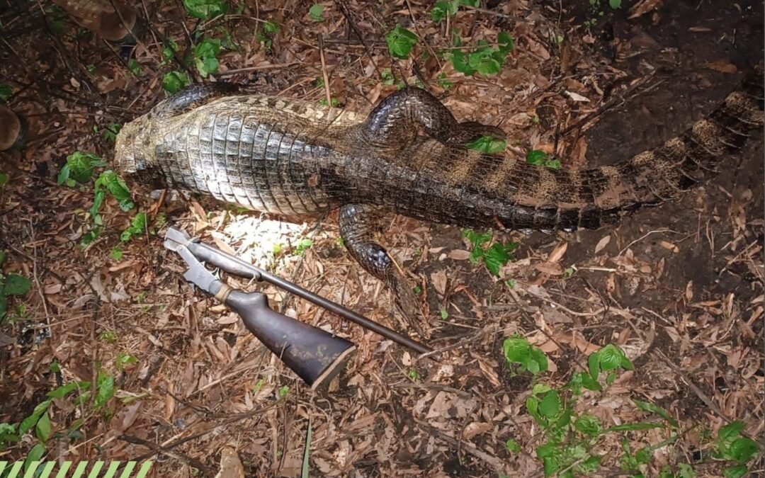 Puerto Vilelas: cazador furtivo fue interceptado con un yacaré overo