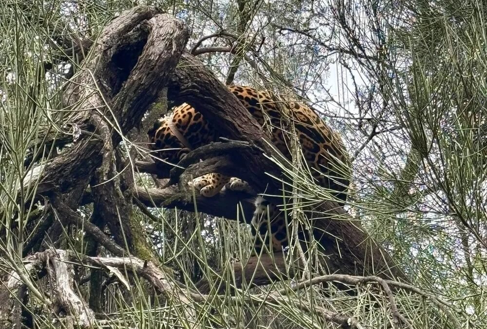 Liberaron a Quiyoc, una yaguareté que vuelve a habitar el Parque Nacional El Impenetrable