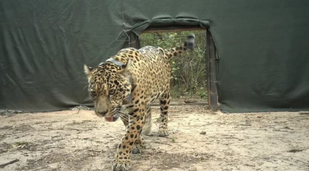 El Impenetrable: ofrecen recompensa de $250 millones para dar con la yaguarete Acaí